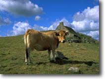 La vache d'Aubrac