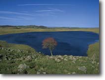 Paysage d'Aubrac en t