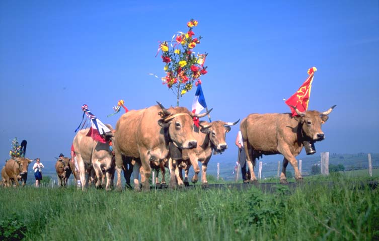 La transhumance
