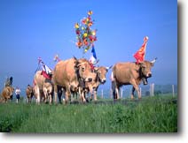 La transhumance en Aubrac